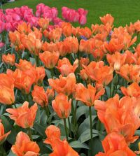 Tulip Orange Emperor | John Scheepers Beauty from Bulbs