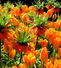 Tulip Orange Emperor | John Scheepers Beauty from Bulbs