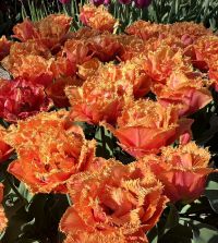 Tulip Orange Passion | John Scheepers Beauty from Bulbs