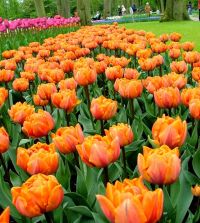 Tulip Orange Princess