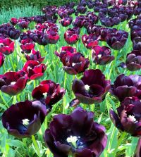 Tulip Paul Scherer | John Scheepers Beauty from Bulbs