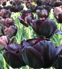 Tulip Paul Scherer | John Scheepers Beauty from Bulbs