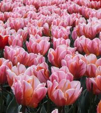 Tulip Pretty Princess | John Scheepers Beauty from Bulbs