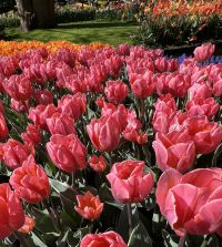 Tulip Pretty Princess | John Scheepers Beauty from Bulbs