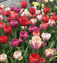 The Tulip Pride Mixture | John Scheepers Beauty from Bulbs