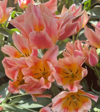 Tulip Quebec | John Scheepers Beauty from Bulbs