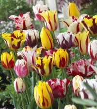 The Rembrandt Tulip Mixture | John Scheepers Beauty from Bulbs