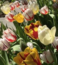 The Rembrandt Tulip Mixture | John Scheepers Beauty from Bulbs