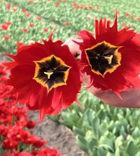 Giant Darwin Hybrid Tulip Robbedoes | John Scheepers Beauty From Bulbs