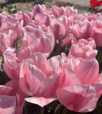 Giant Darwin Hybrid Tulip Salmon Dessert | John Scheepers Beauty