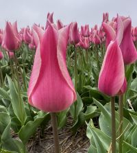 Tulip Sanne | John Scheepers Beauty from Bulbs