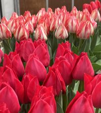 Tulip Spryng Tide | John Scheepers Beauty from Bulbs