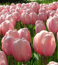 The Sunset Blush Tulip Mixture | John Scheepers Beauty from Bulbs