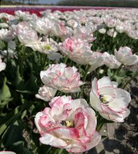 フラワーラブ Tulip Wild Romance | John Scheepers Beauty From Bulbs