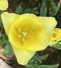 Single Late Tulip World Friendship