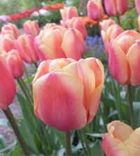Tulip Apricot Foxx | John Scheepers Beauty from Bulbs