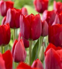 Tulip Bastogne | John Scheepers Beauty from Bulbs