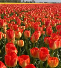 The Dutch Golden Age Tulip Mixture | John Scheepers Beauty From Bulbs