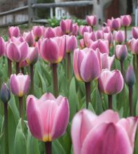 Tulip Light & Dreamy | John Scheepers Beauty From Bulbs