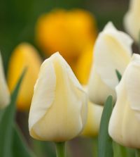 Tulip Orleans | John Scheepers Beauty From Bulbs