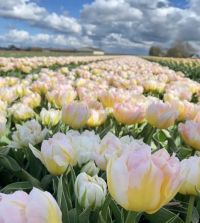 Tulip Password | John Scheepers Beauty From Bulbs
