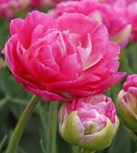 Tulip Pink Size | John Scheepers Beauty From Bulbs