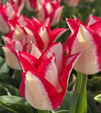 Waar en wanneer bloeien de Nederlandse tulpen? Ontdek het in onze bloeiverwachting - Tulip Festival Holland