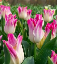 Triumph Tulip Whispering Dream | John Scheepers Beauty from Bulbs