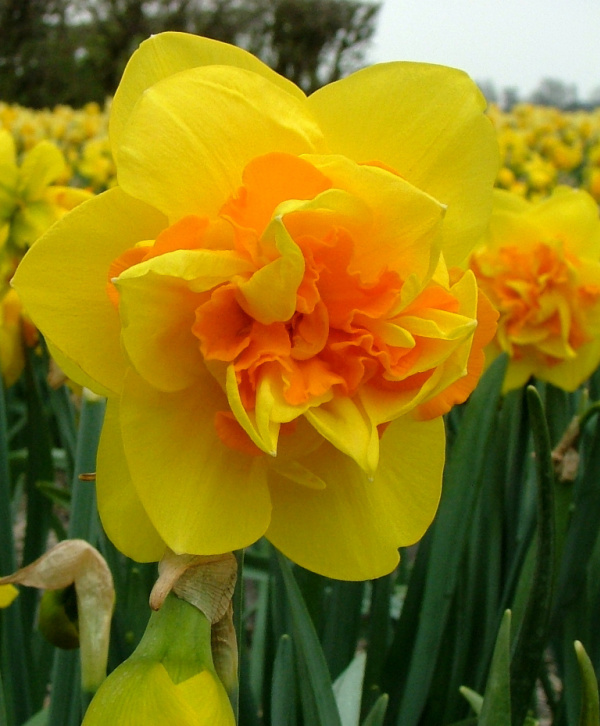 Double Narcissi