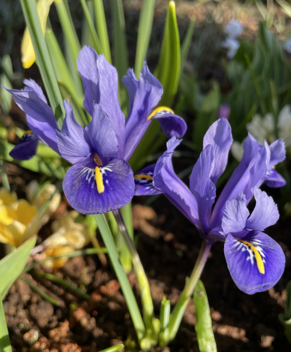 Rock Garden Iris