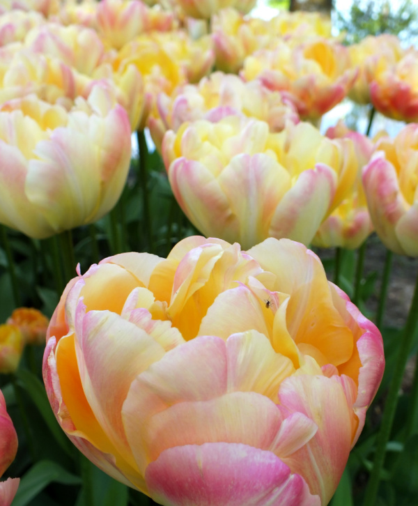 Peony Flowering Tulips