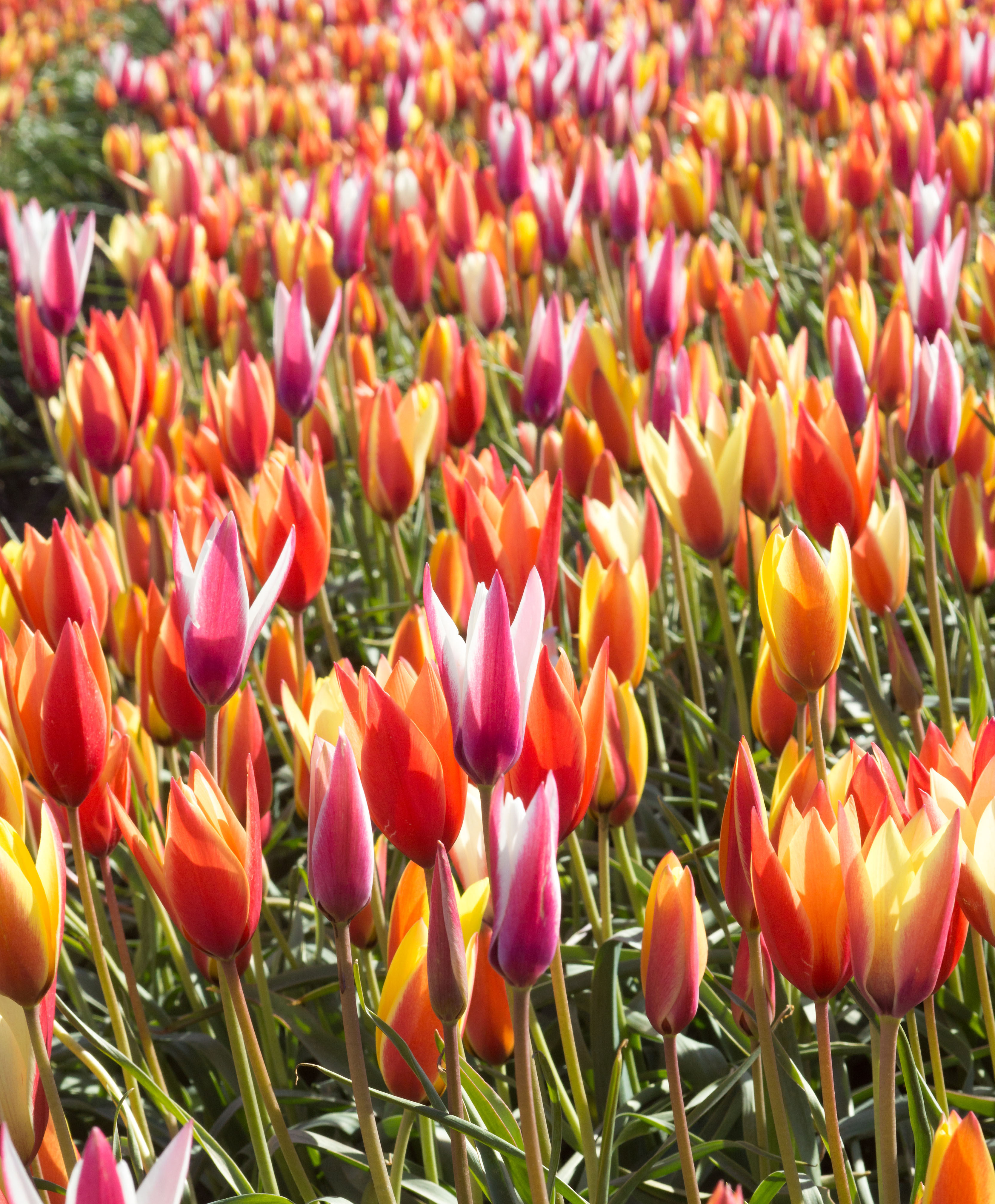 Species Tulips