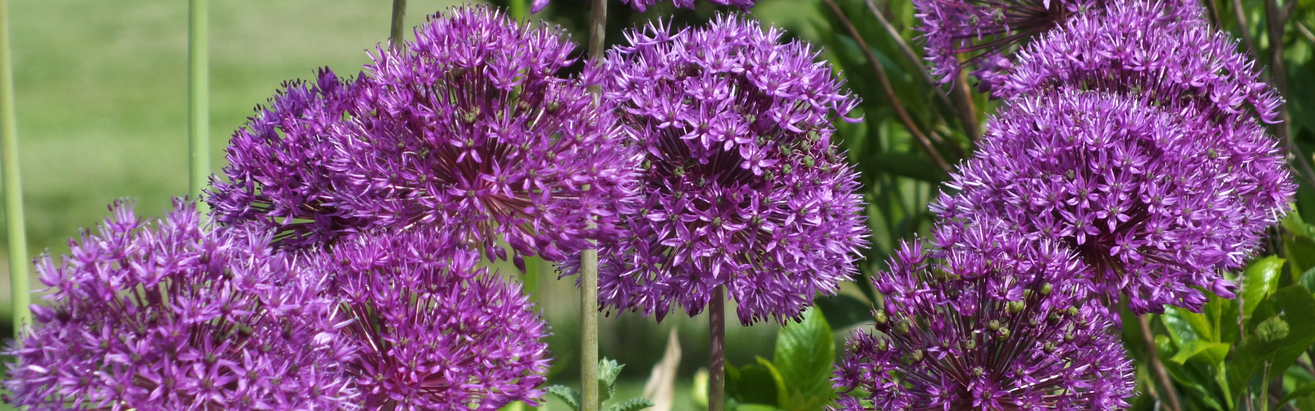 In Focus: Allium aflatunense Purple Sensation