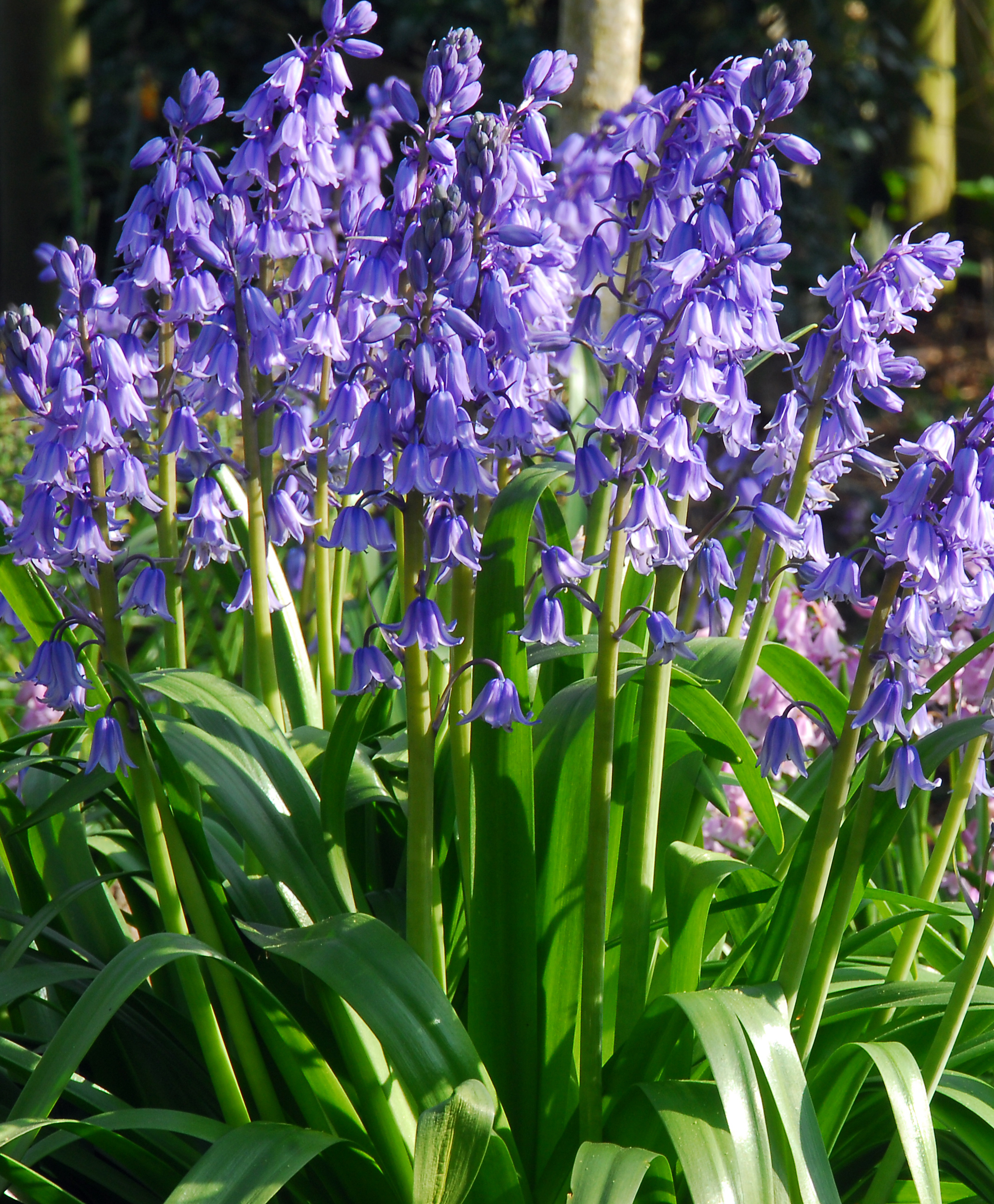 In Focus: Hyacinthoides Excelsior
