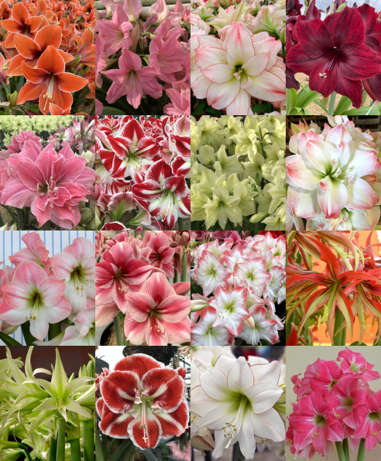 Plant Dutch Amaryllis for Blooms in the Depths of Winter