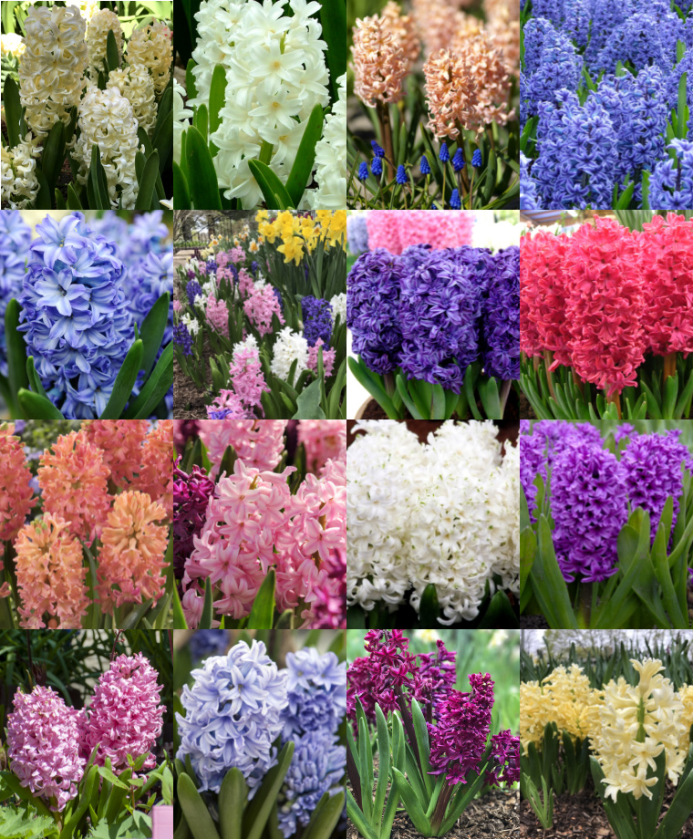 Hyacinths: The Fragrance of Spring