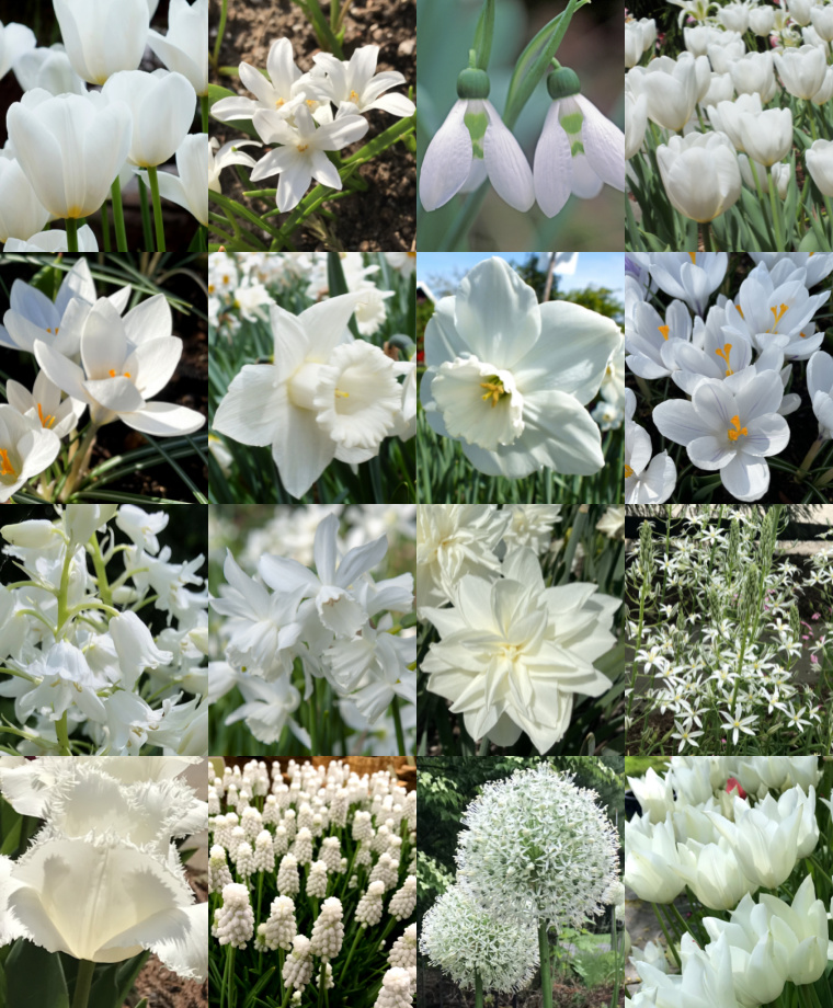 White Flower Gardens