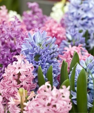 Long Blooming Early Spring Flowering Hyacinth Bulb Mixture 50 Bulbs Measuring 5 to 8 cm per Order.