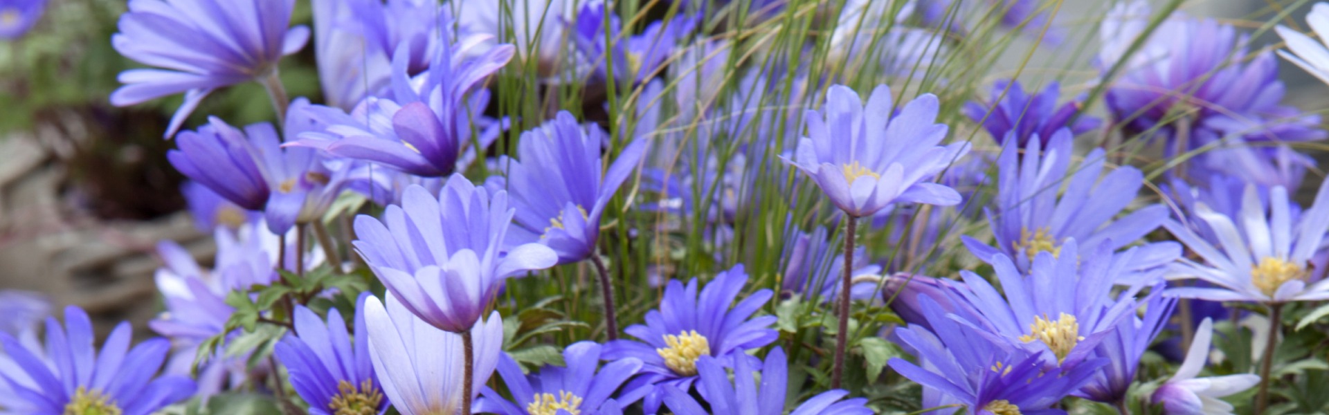 Anemone blanda Blue Shades