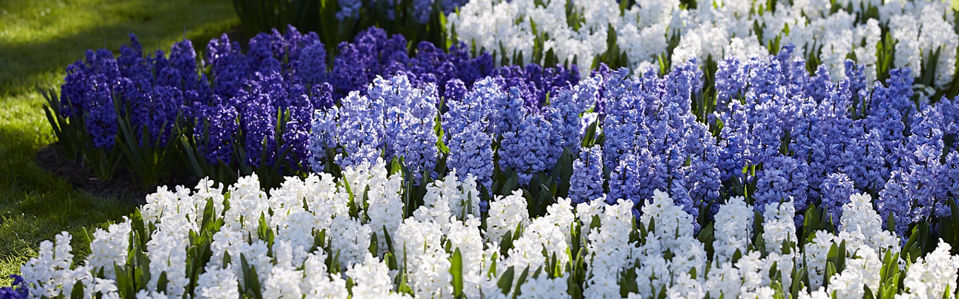 Hyacinths, available again soon!