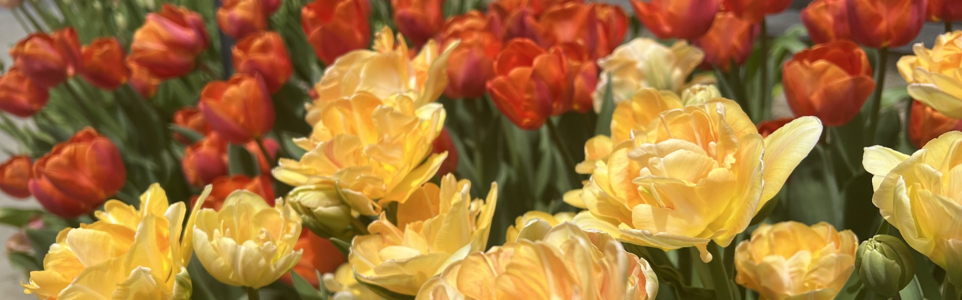 Peony Flowering Tulip Charming Beauty and Triumph Tulip Bourbon Street