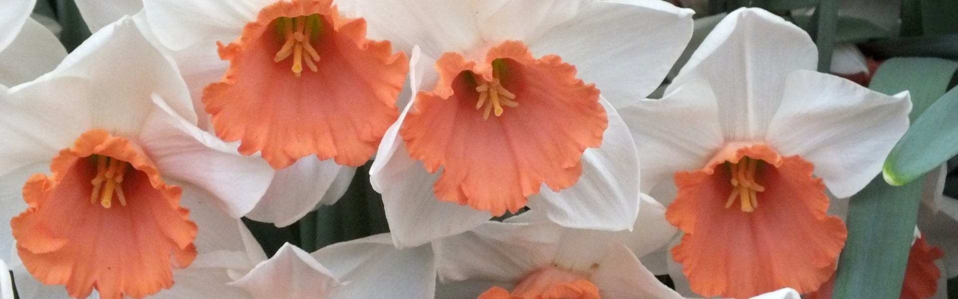 Large Cupped Narcissus Chromacolor