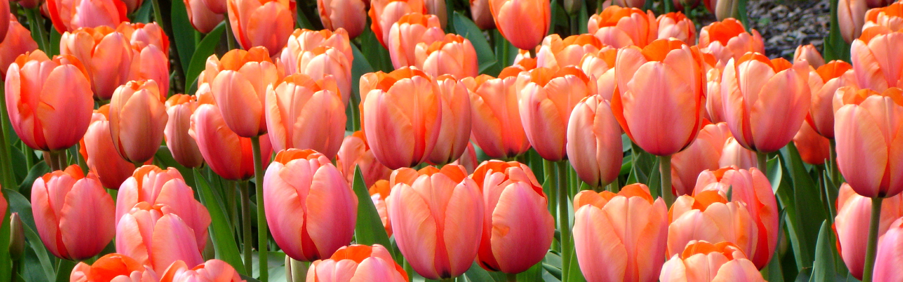 Tulip Apricot Impression