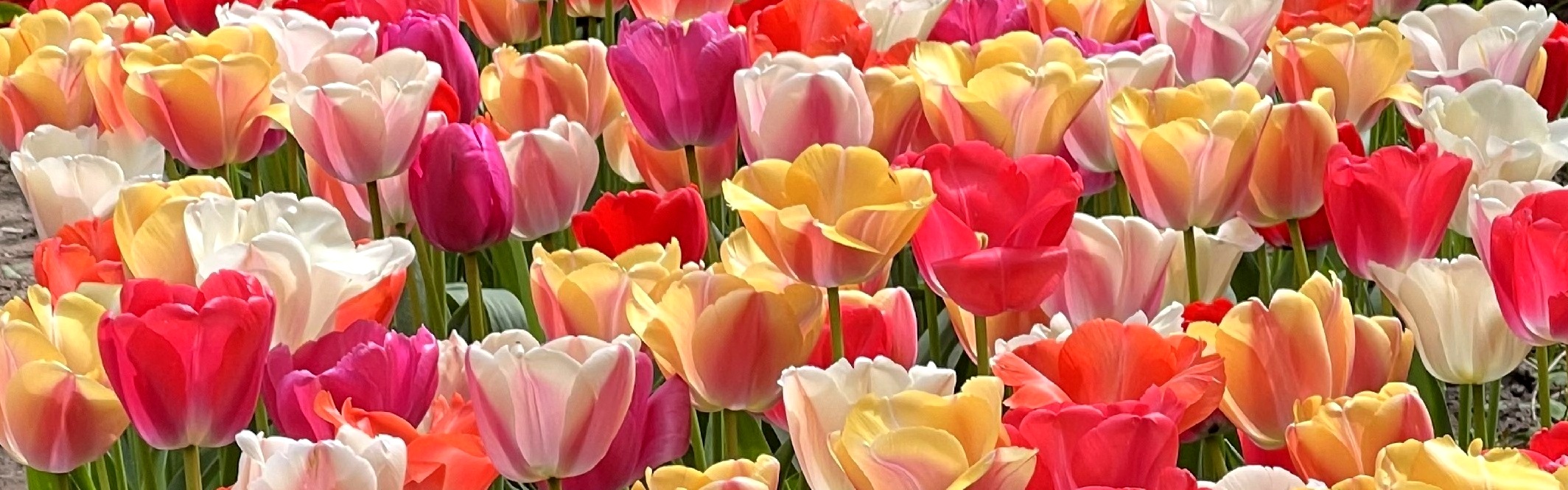 Tulip Pride Mixture
