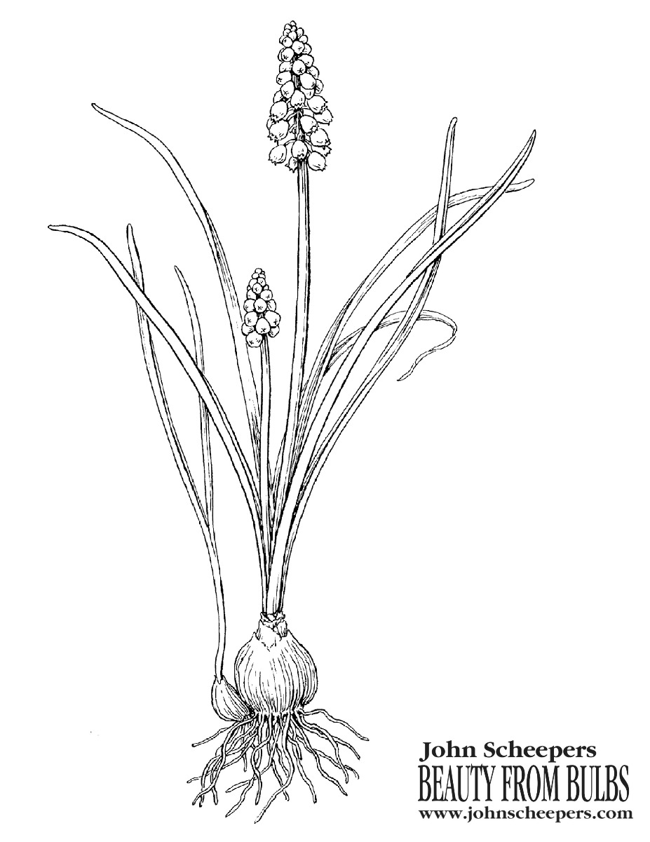 Muscari