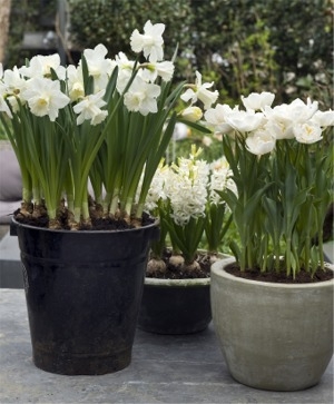 Narcissus Forcing Tips