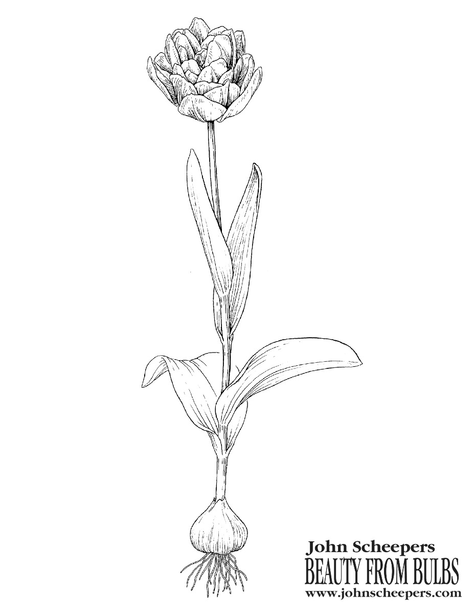 Peony Flowering Tulip