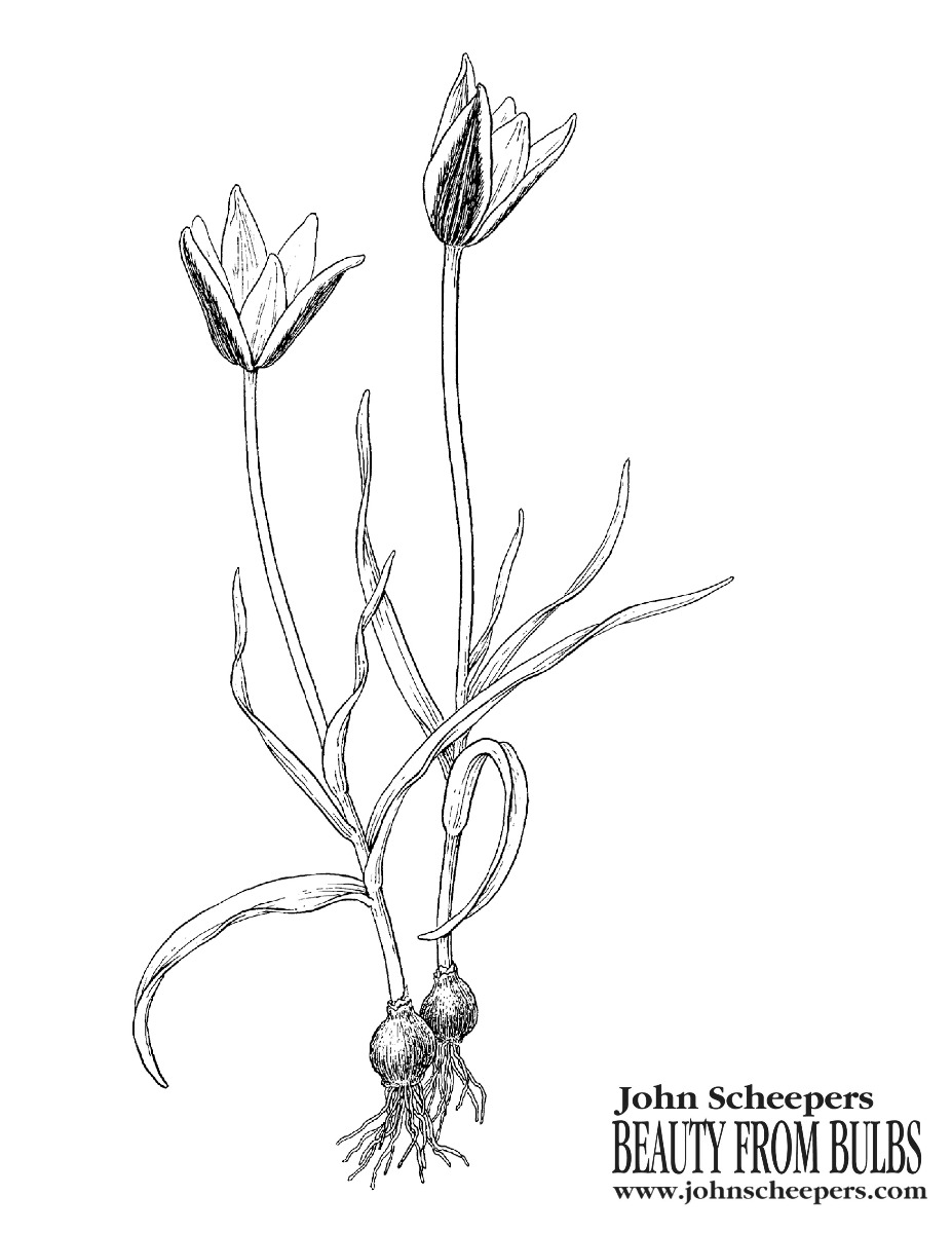 Species Tulip