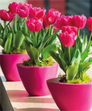 Tulip Forcing Tips - John Scheepers
