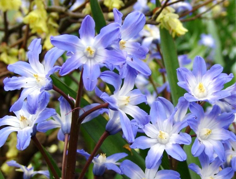 Chionodoxa Horticultural Tips